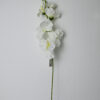 Gladiola na stonke x 6 biela