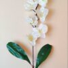 Orchidea na stonke x 6 biela