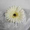 Gerbera biela