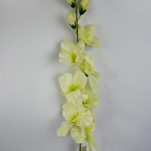 Gladiola na stonke x 10 krémová