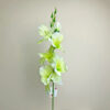 Gladiola na stonke x 6 bielo-zelená