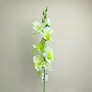 Gladiola na stonke x 6 bielo-zelená