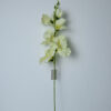 Gladiola na stonke x 6 bielo-žltá