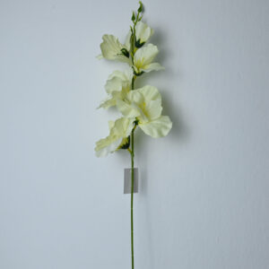 Gladiola na stonke x 6 bielo-žltá