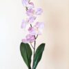 Orchidea na stonke x 6 fialová