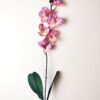 Orchidea na stonke x 6 fuchsia