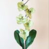 Orchidea na stonke x 6 olivová