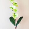 Orchidea na stonke x 6 svetlo-zelená