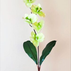 Orchidea na stonke x 6 svetlo-zelená