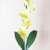 Orchidea na stonke x 6 žltá