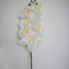 Orchidea na stonke x 8 biela