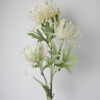Protea na stonke biela