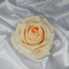 Ruža hodvábna krémová