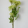 Spirea na stonke svetlo-zelená